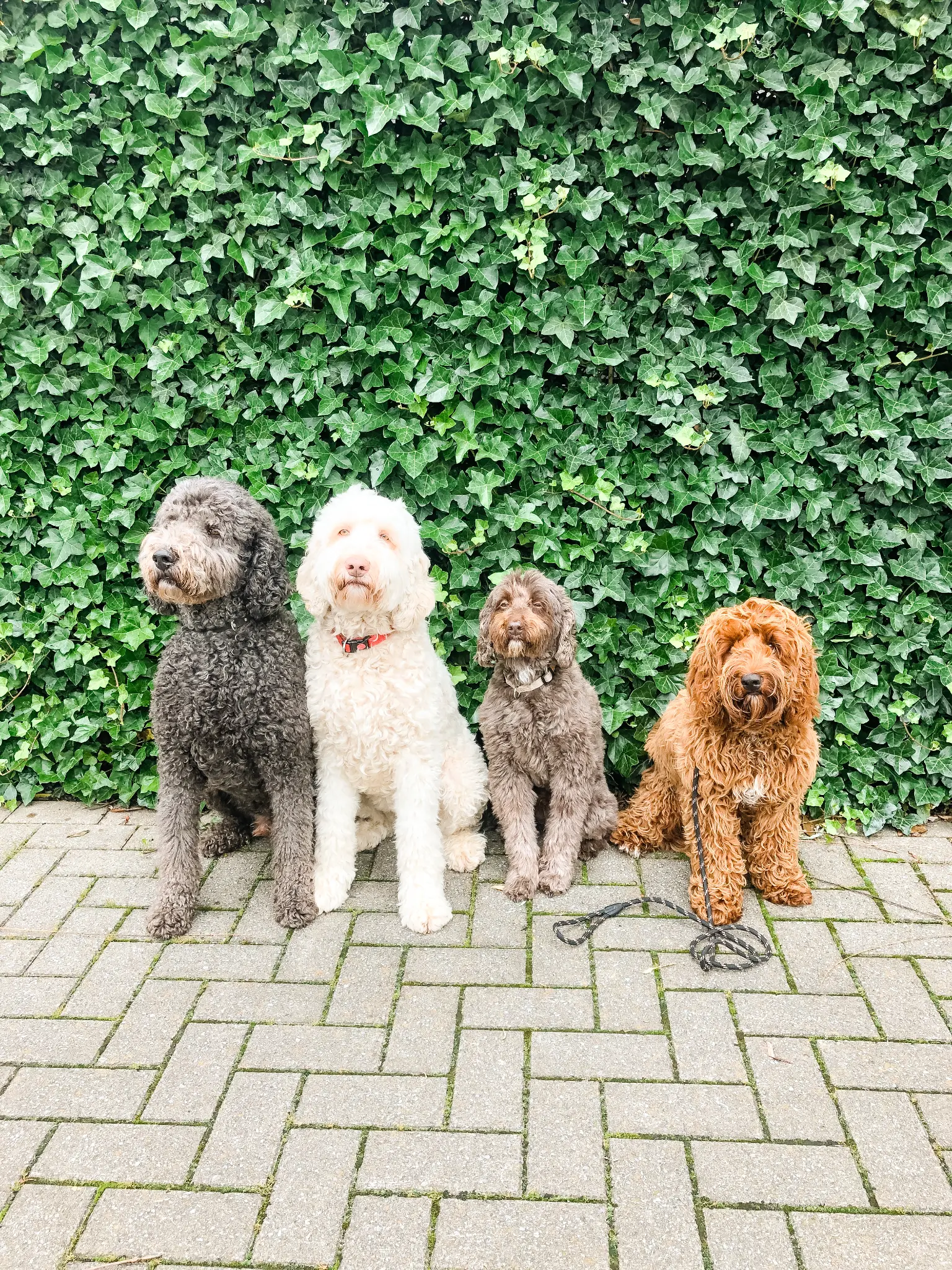 De honden van Central Bark