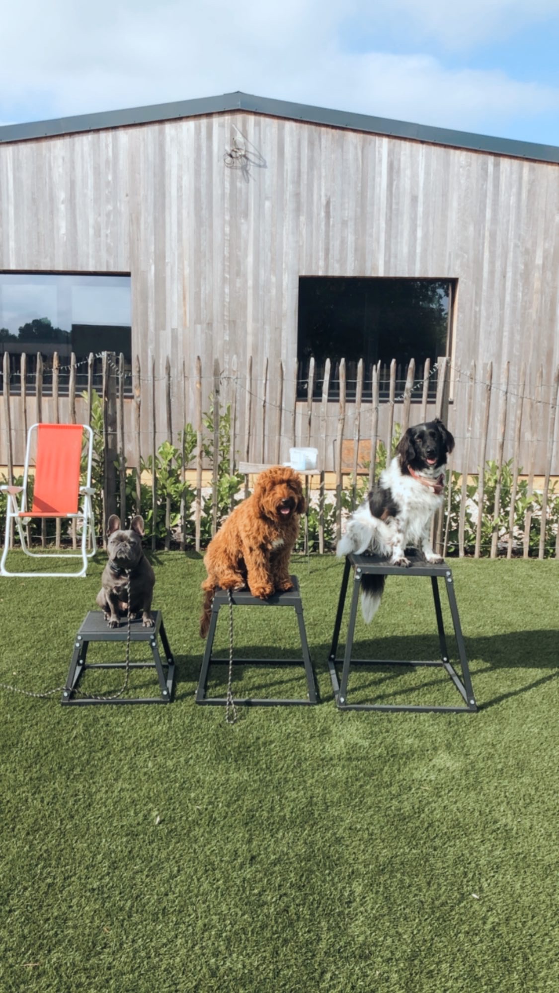 Honden in training bij Central Bark