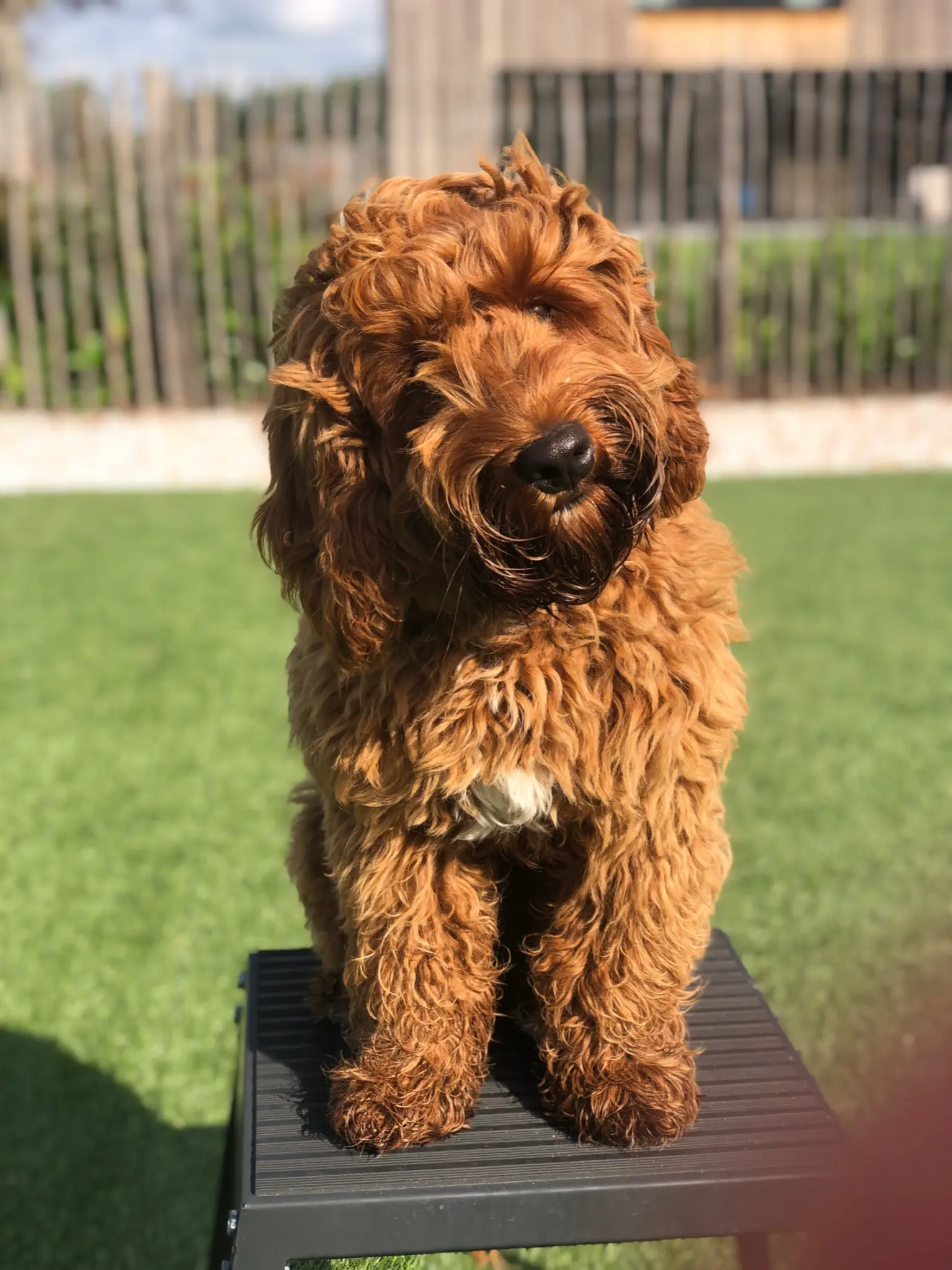 Maurice, de nieuwe puppy